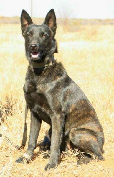 Dutch Shepherd / Amber