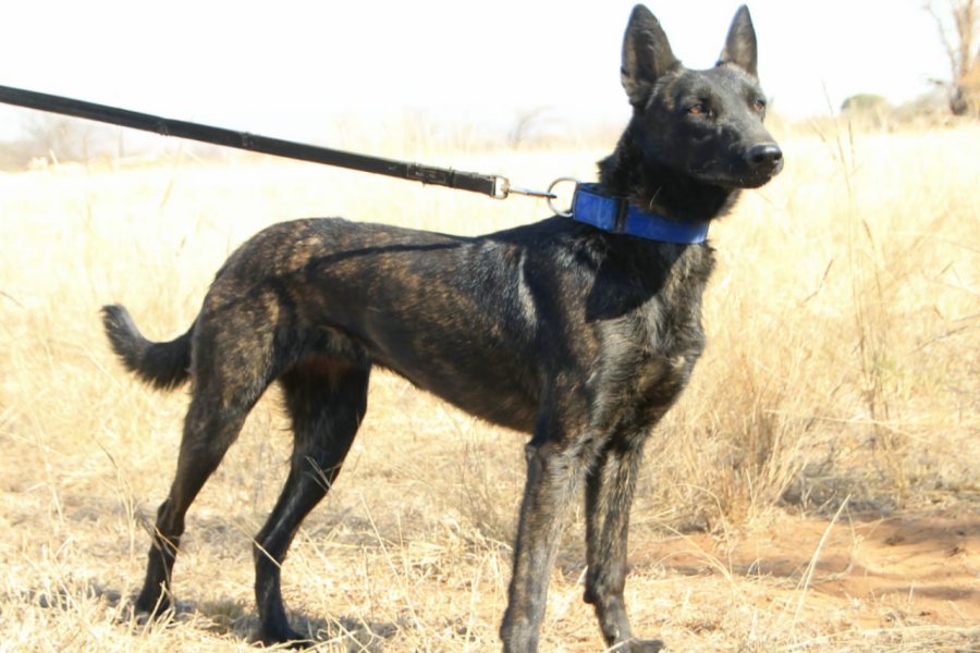 Dutch Shepherd / Asha