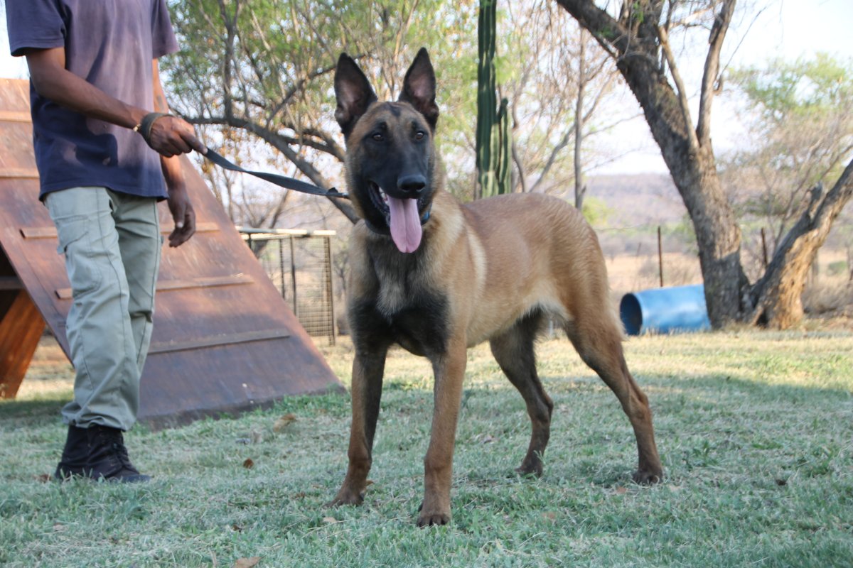 Belgian Malinois / Amego