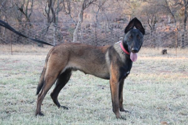 Belgian Malinois / Loki