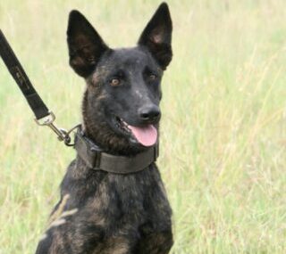 Dutch Shepherd Female – Alexa