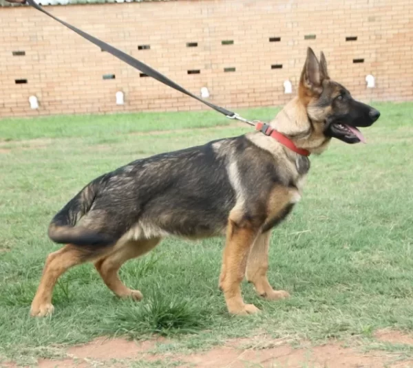 German Shepherd Female – Kiara
