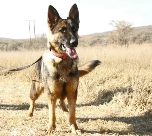 German Shepherd Female – Zira