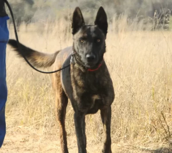 Dutch Shepherd Male: Zorro