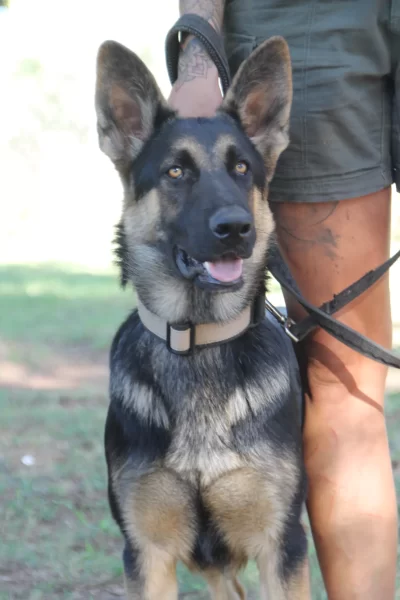 German Shepherd / Male Kovu