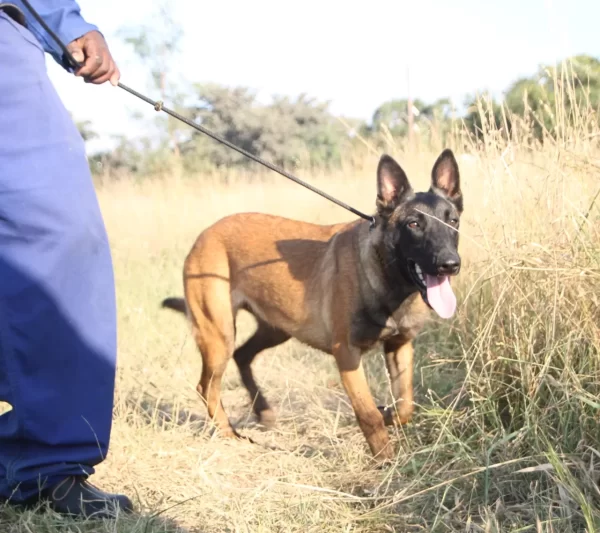 Belgian Malinois Female –  Storm