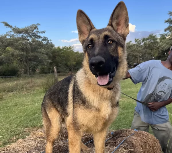 German Shepherd Male – Shenzi