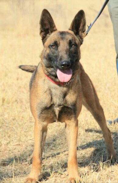 Belgian Malinois female / Jada