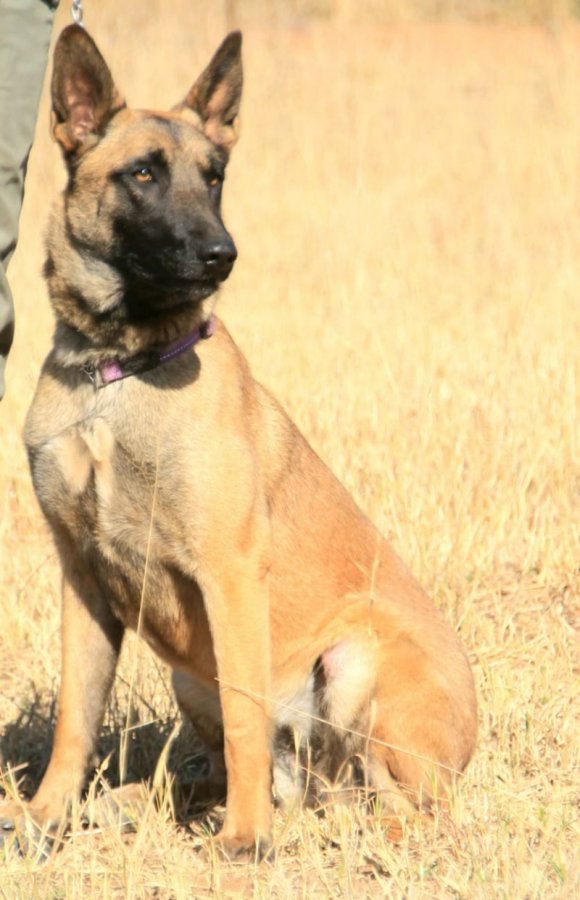 Belgian Malinois / Juno