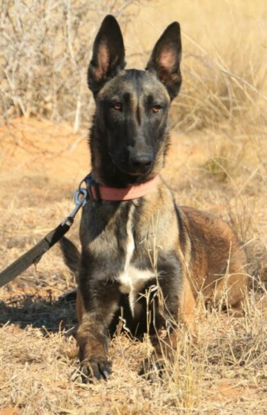 Belgian Malinois / Kiara