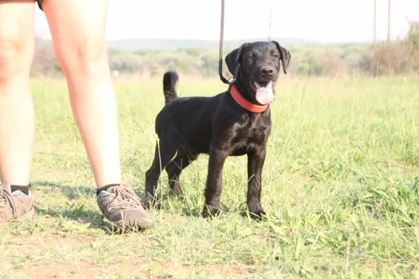 Patterdale Terrier / Hunter