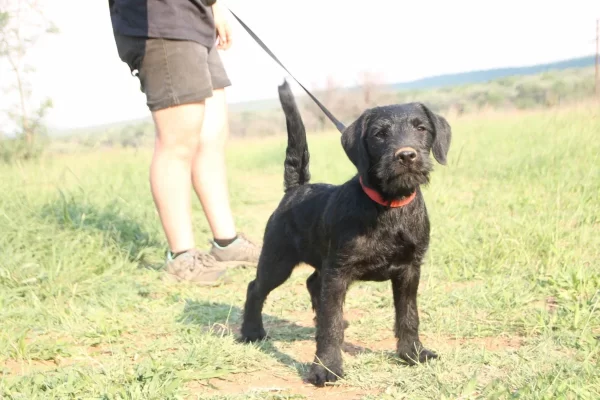 Patterdale Terrier / Jagter