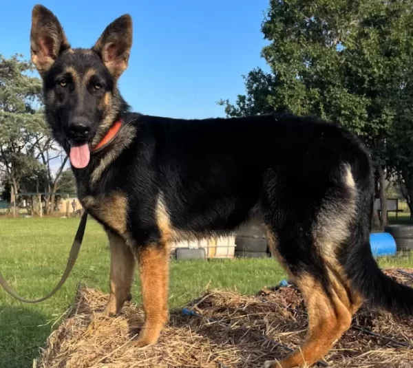 German Shepherd Female – Kovu