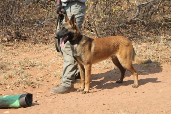 Belgian Malinois / Cooper