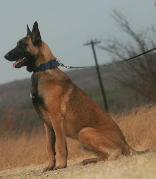 Belgian Malinois: Tango