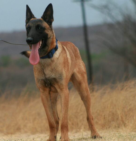 Belgian Malinois: Apache