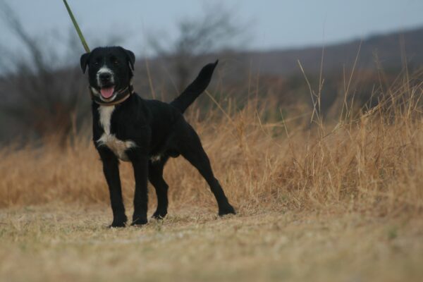 Wiredhair Jack Russell Terrier: Moriti