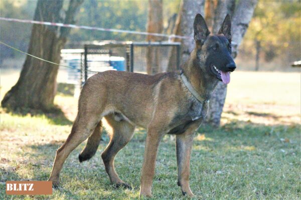 Belgian Malinois: Blitz