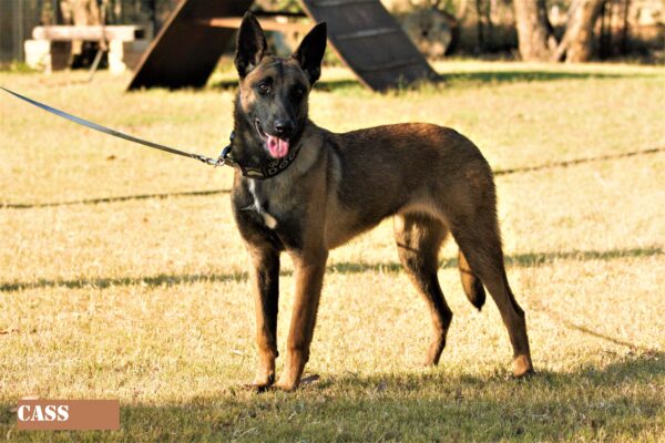 Belgian Malinois: Cass