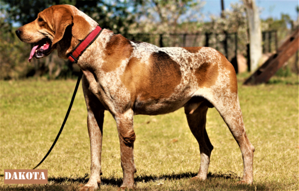 Redtick: Dakota