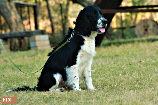 Eng Springer Spaniel: Finn