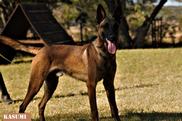 Belgian Malinois: Kasumi