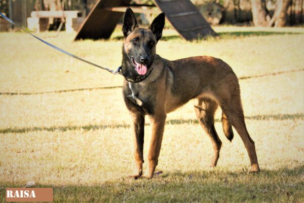 Belgian Malinois: Raisa