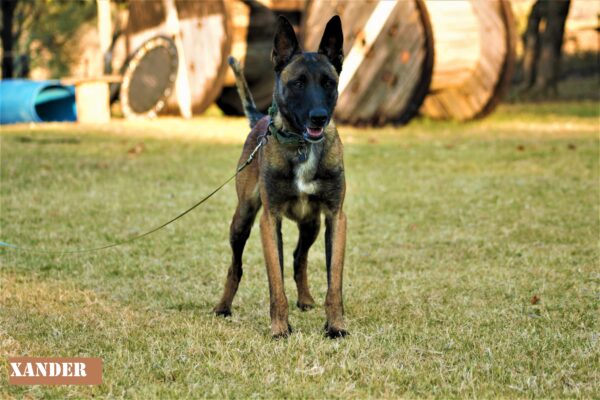 Belgian Malinois: Xander