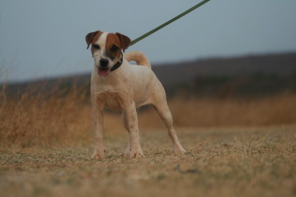 Wire Hair Jack Russell Terrier: Tinks