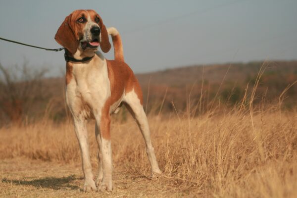 Redtick: Tucker