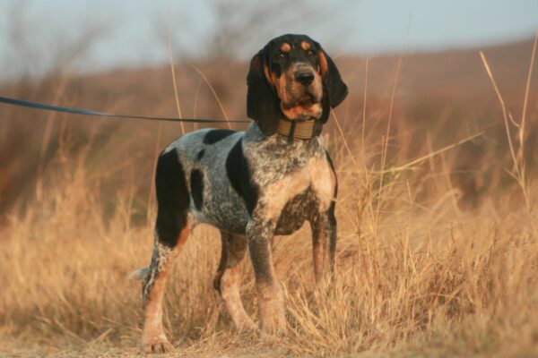 Bluetick Pups