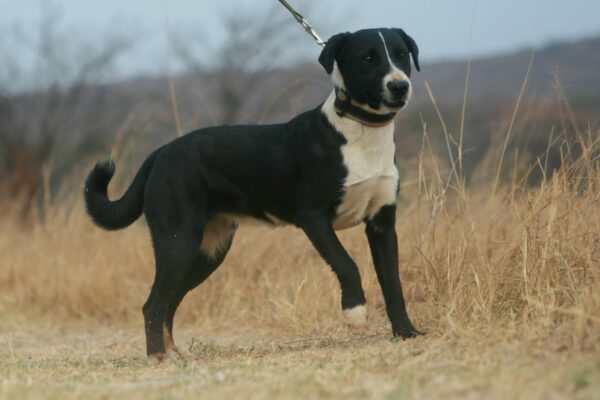 English Jack Russel Terriers