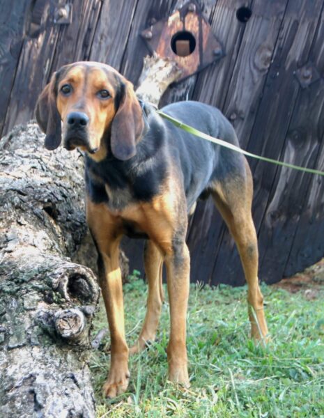 Black & Tan Coonhound: Shaka