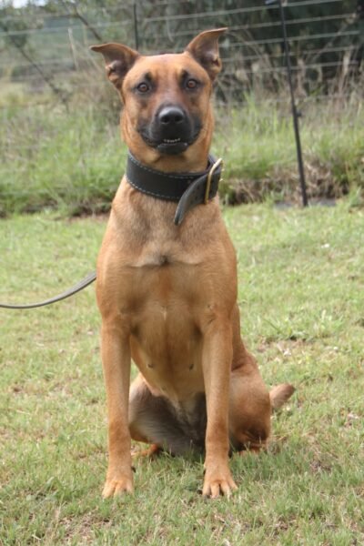 Malinois X Cane Corso: River