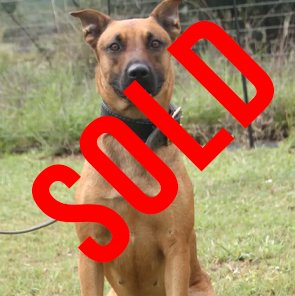 Malinois X Cane Corso: River