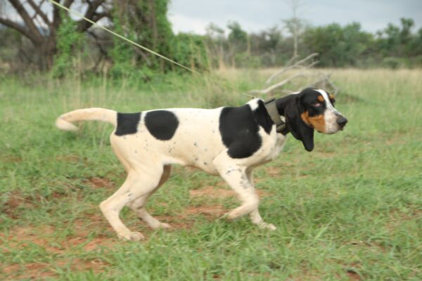 Bluetick: Willow