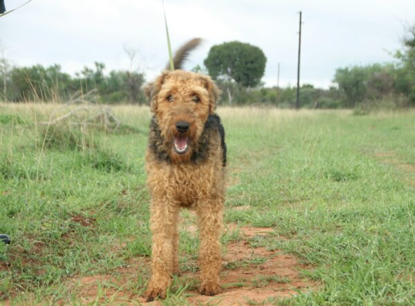 Arendale Terrier: Bella