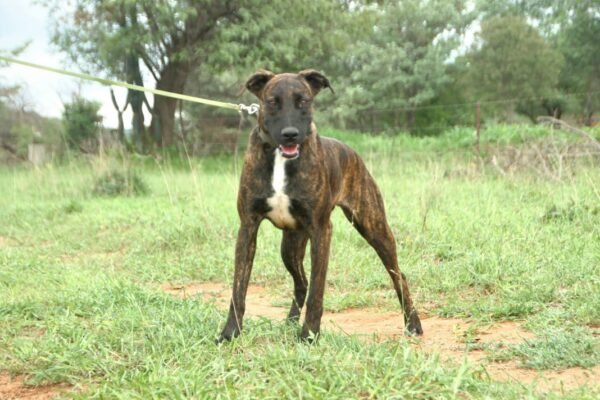 Malinoix X Cane Corsa & Pitbull: Raven