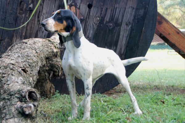 Bluetick: Willow
