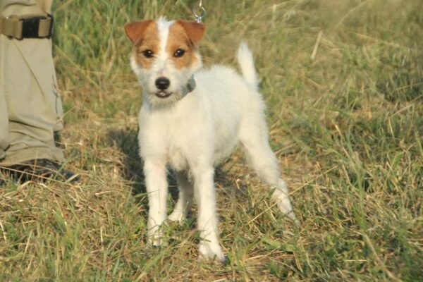 Wire Hair Jack Russel Terrier: Scruffy