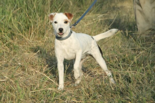 Wire Hair Jack Russel Terrier: Tinks