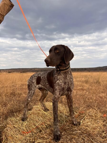 German Short Haired Pointer: Gamble