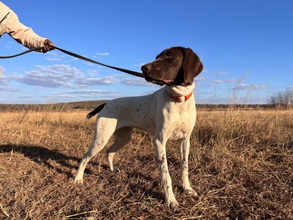 German Short Haired Pointer: Sabi
