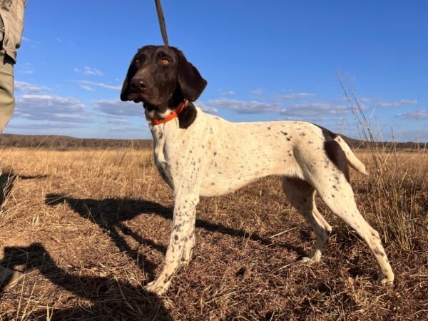 German Short Haired Pointer: Savannah