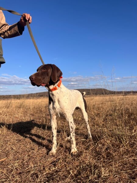 German Short Haired Pointer: Nokosi