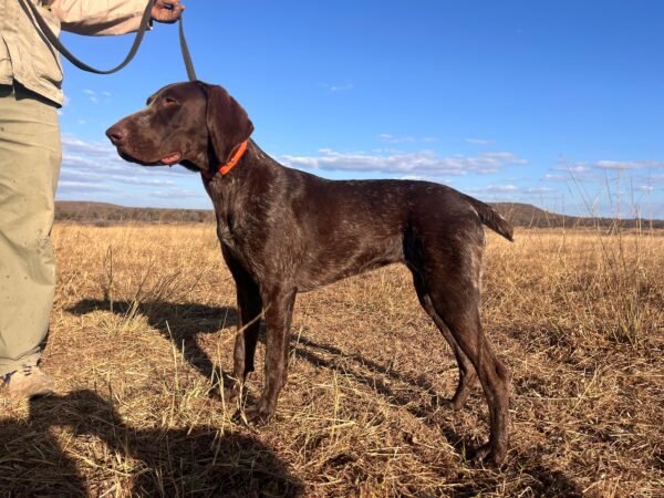 German Short Haired Pointer: Tala