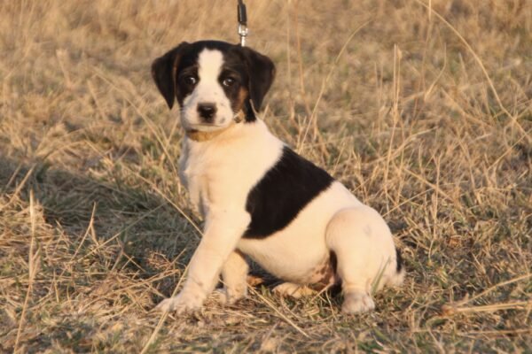 Juck Russel / Fox Terrier Cross