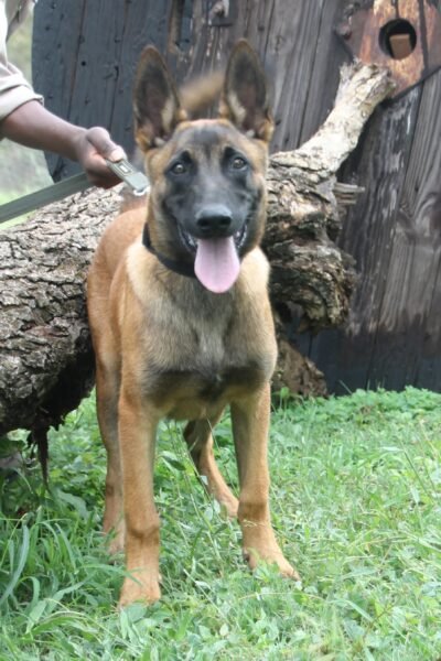 Belgian Mailinois: Cena