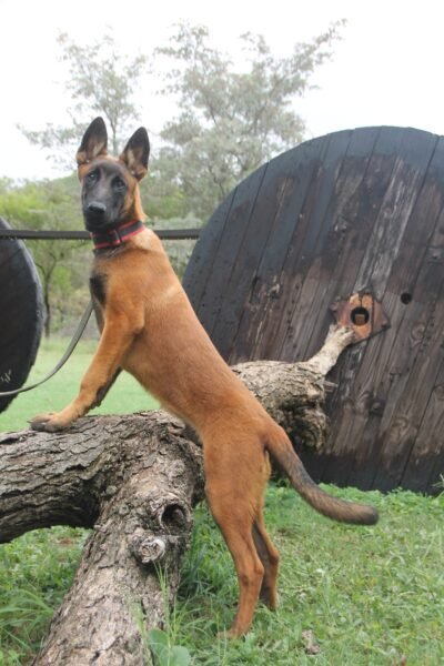 Belgian Mailinois: Tyson