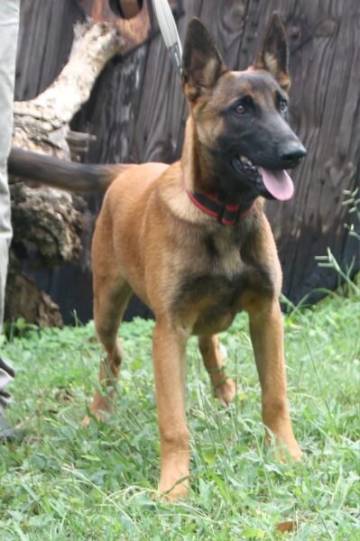 Belgian Mailinois: Female